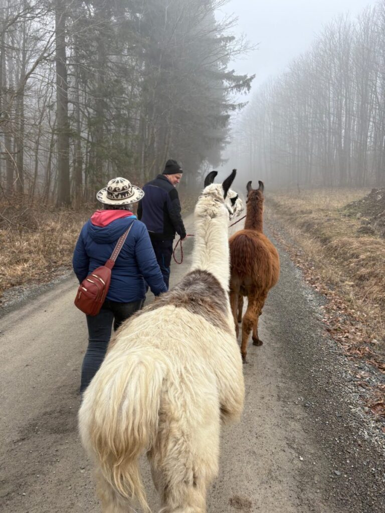 Lamas willkommen zuhause