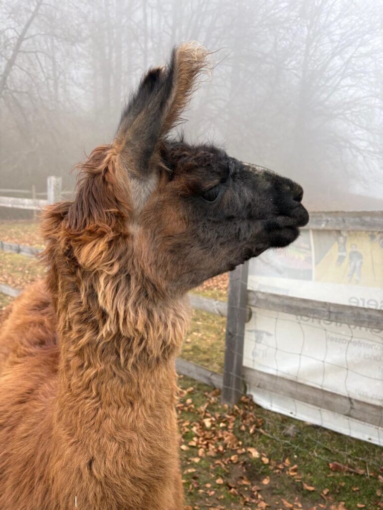 Lamas willkommen zuhause