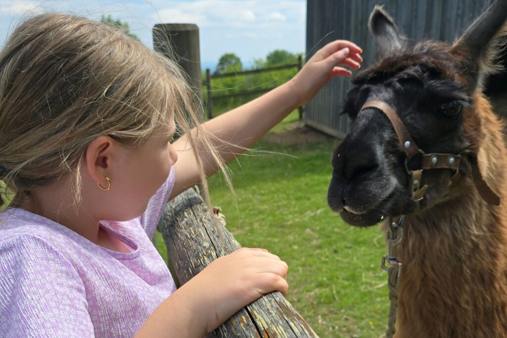 Lama Wanderung im Rhön Park Aktiv Resort