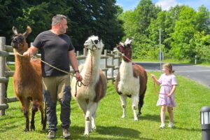 Lama Wanderung im Rhön Park Aktiv Resort